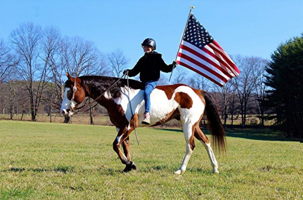 SR Sheiks Classic (Chief)