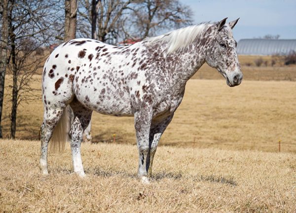 Commanche Maybe I Will