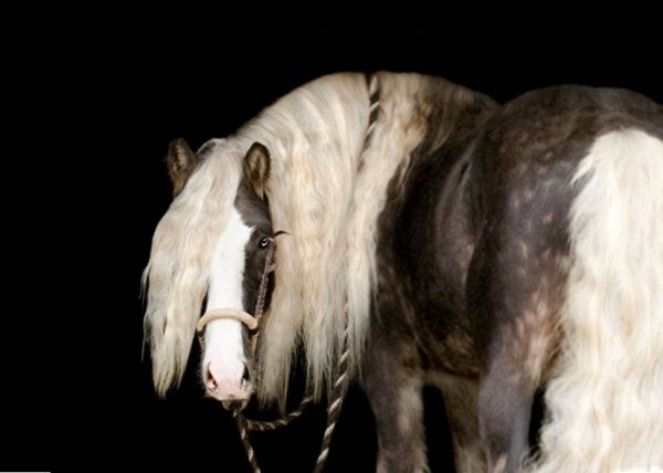 Stardust's Silver Knight