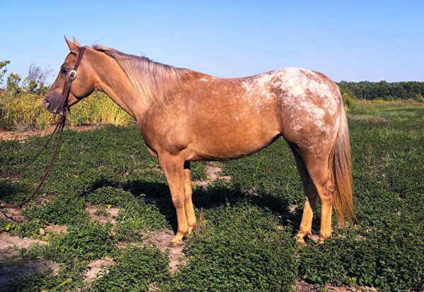 Makin Alotta Racket- Honey