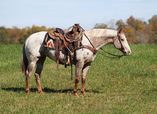 DNS Spanish Cover Girl