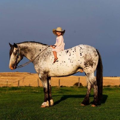 30 Day Guarantee- Jungle Jim