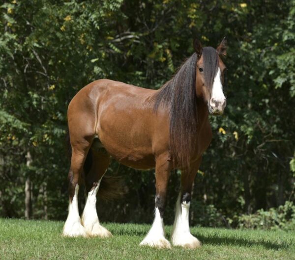 Kelseys Irish Keeley