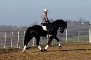 Creekside's Pieter Boy