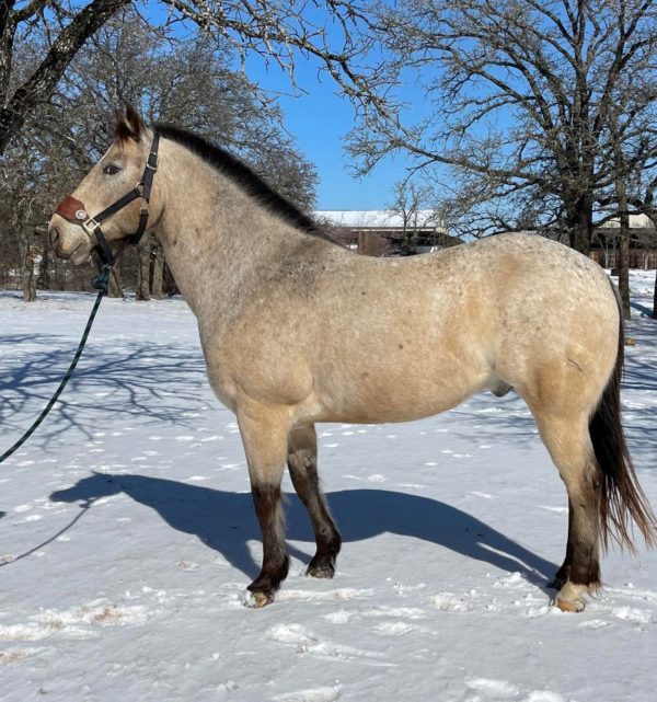 Royalimage Maximus Retro