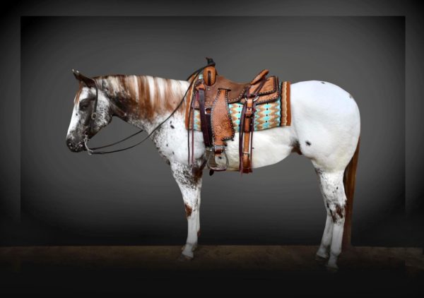 Scooby-KAJ Investment