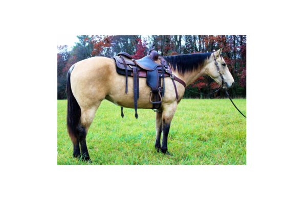 Bonita's Lori Darlin