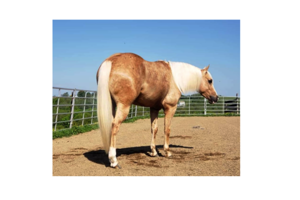 Ima Sunking N Action